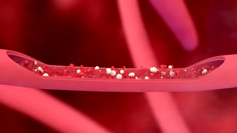 3D-animation-of-a-bloodstream-with-red-cell-white-cell-and-platelet