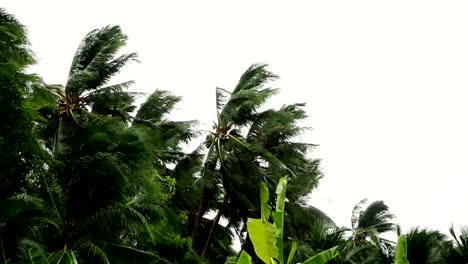 Palmen-im-Wind-wehen,-während-Hurrikan