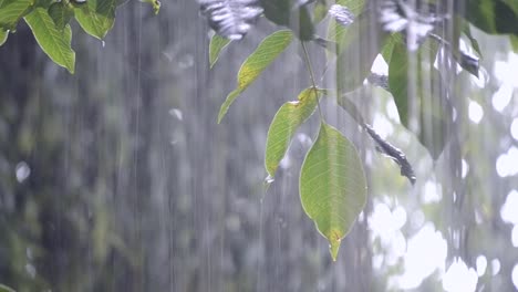 Precipitaciones-de-lluvias-ducha-aguacero-aguacero-viene-durante-el-día.