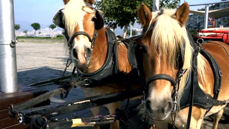 Caballo-caballo-de-alimentación-come-hierba.-Caballos-en-la-finca