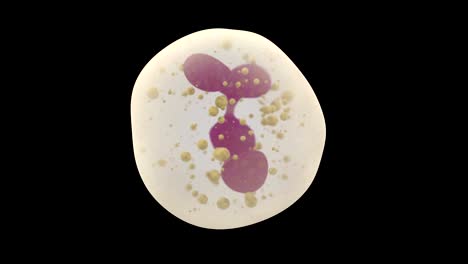 3D-animation-of-white-blood-cell-neutrophil