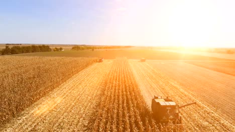 Aerial-View-Corn-Harvest-At-Sunset