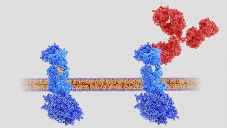 Terapia-de-la-migraña:-calcitonina-gene-relacionado-peptide-(CGRP,-amarillo)-enlazado-a-su-receptor-(izquierda),-anticuerpo-monoclonal-(rojo)-bloquear-el-receptor-CGRP,-bucle-de-animación.