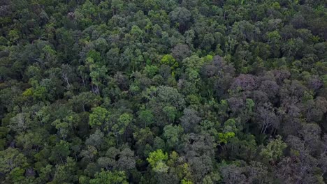 Drone-flight-over-impenetrable-green-rainforest,-West-Papua,-Indonesia