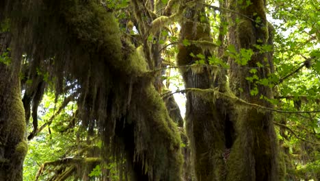 tilt-up-view-of-a-maple-tree-trunk-and-canopy-at-the-olympic-np