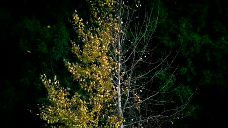 Color-cambiar-árbol-de-verano-a-otoño