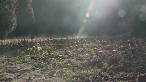 Group-of-Pumpkins-on-Misty-Morning-Patch