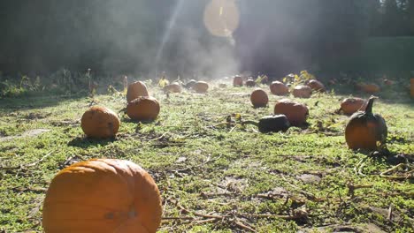 Foggy-Field-of-Ripe-Pumpkins-in-Sunlight-During-October