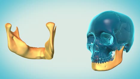 Mandible-with-a-heavenly-background