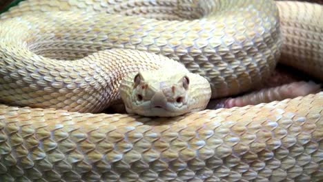 Serpiente-de-cascabel-Close-Up-con-sonido