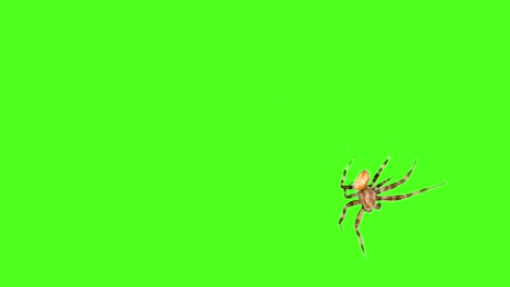 Spinne-läuft-auf-dem-Bildschirm-auf-einem-grünen-Hintergrund-Logo-Screensaver.-Auswahl-und-Overlay-in-der-video-Editor-mit-einem-Klick