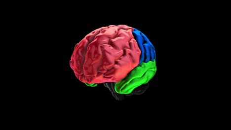 3d-animation-of-the-various-colored-parts-of-the-brain