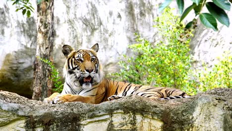 El-tigre-de-Bengala-descansando-en-el-bosque