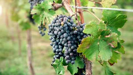 Weinberg-rot-Wein-Trauben-am-Rebstock-der-Kellerei