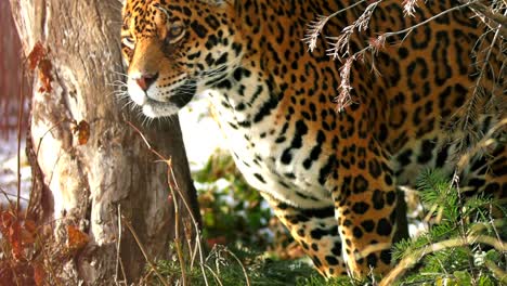 Nahaufnahme-eines-weiblichen-Jaguars-(Panthera-Onca),