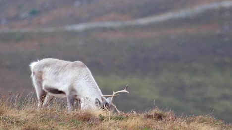 reindeer,-rangifer-tarandus,-grazing-on-the-slopes-of-the-cairngorms-NP-during-autumn.