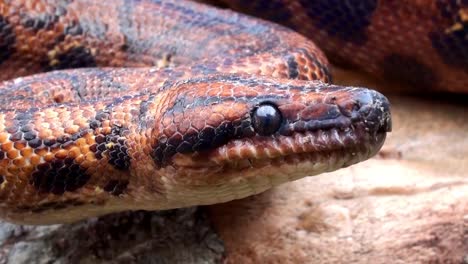 Red-snake,-poison-reptile,-extremly-close-up-4k-video