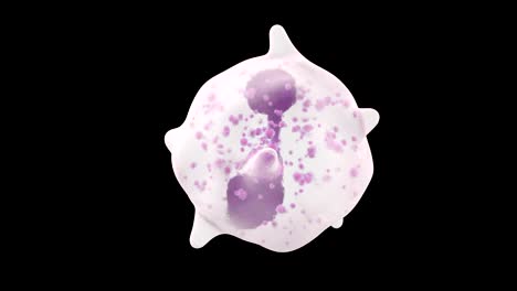 3D-Animation-der-weißen-Blutkörperchen-Eosinophilen