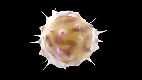 3D-animation-of-white-blood-cell-lymphocytes