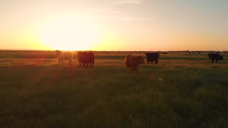 AERIAL:-Flying-close-to-cattle-grazing-in-the-vast-green-pasture-at-sunrise.