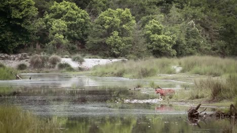 Tigre-de-Bengala-en-el-Parque-Nacional-de-Bardia,-Nepal