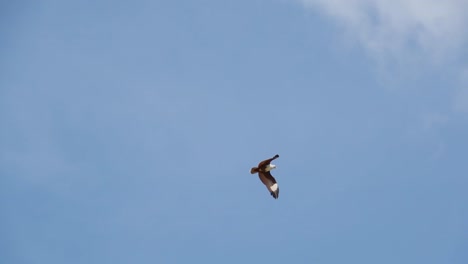 Bird-of-prey-in-flight,low-angle-view.