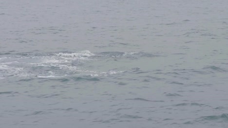 Orcas-nadando-y-buceando-en-agua-de-mar-en-paisaje-de-montaña-y-el-acantilado