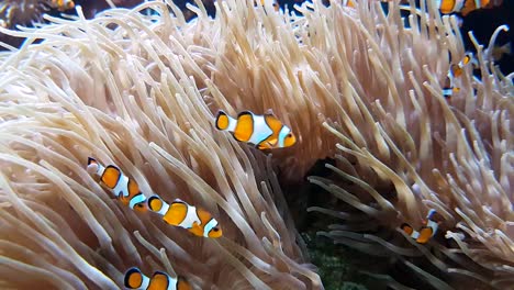 Many-Clownfish-And-Sea-Anemone-Partnership