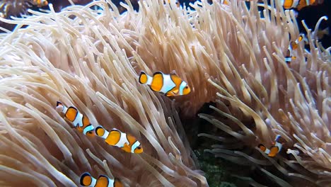 Viele-Clownfisch-und-Seeanemone-Partnerschaft