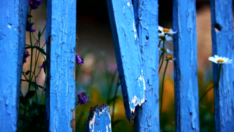A-través-de-una-valla-de-madera-azul-roto-y-muchas-flores,-la-puerta-de-hierro