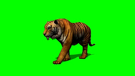 tiger-walks-on-green-screen