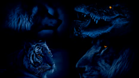 Dangerous-Animals-With-Glowing-Eyes-Montage