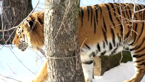 Tiger-zu-Fuß-auf-Schnee