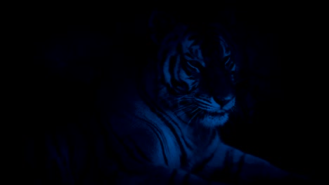 Tiger-Resting-In-Cave-At-Night