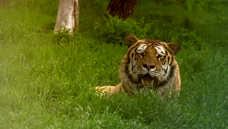 Nahaufnahme-eines-sibirischen-Tigers