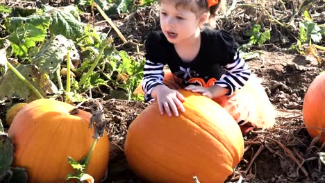 Toddler-girl-in-cute-Halloween-dress-looking-for-perfect-pumpkin-at-the-pumpkin-patch.