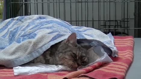 Sick-cat-lying-on-a-table-in-a-blanket