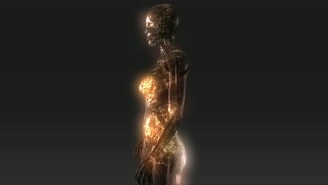 Menschliche-Anatomie-Animation