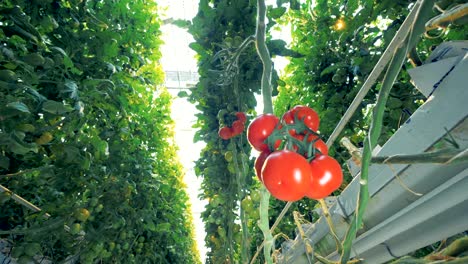 Tiro-rápido-cambia-de-matas-de-tomates-verdes-a-un-racimo-de-rojas