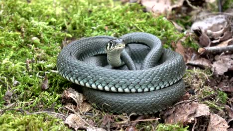 Ringelnatter-Natrix-auf-Moos-im-Frühjahr-beringt