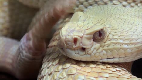 Serpiente-de-cascabel-Close-Up-con-sonido