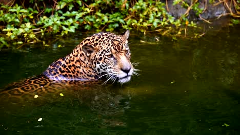 Slow-motion-of-jaguar-playing-and-swimming-in-pond