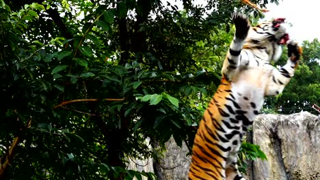 slow-motion-of-Bengal-tiger-jumping-to-eat-meat