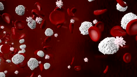 Blood-cells,-leukocytes,-platelets-in-blood-vein