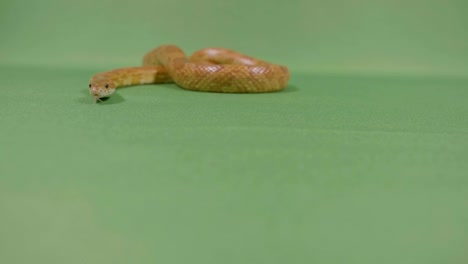 Schlange-Viper-glitt-gegen-green-Screen-bewegt-seine-gespaltenen-Zunge-auf-der-gefährlichen-Suche