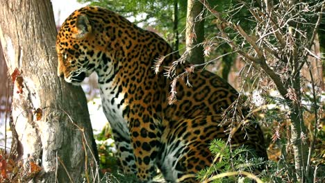 Close-up-of-a-female-jaguar-(Panthera-onca),