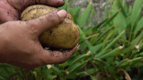 Harvesting-potato-in-the-field