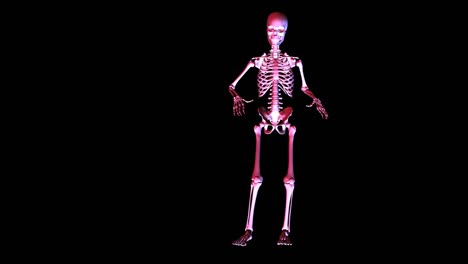 Animation-of-a-posing-Skeleton