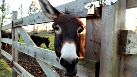 young-donkey-close-up-green-field-farm-country-ranch-meadow