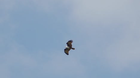 Bird-of-prey-in-flight,low-angle-view.